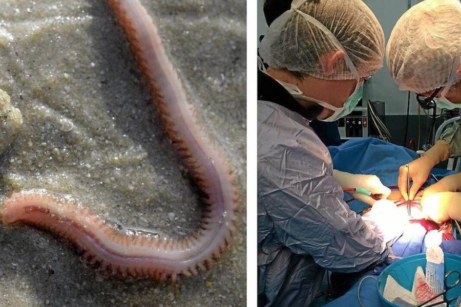 Hemarina : une innovation majeure dans le transport d’oxygène médical