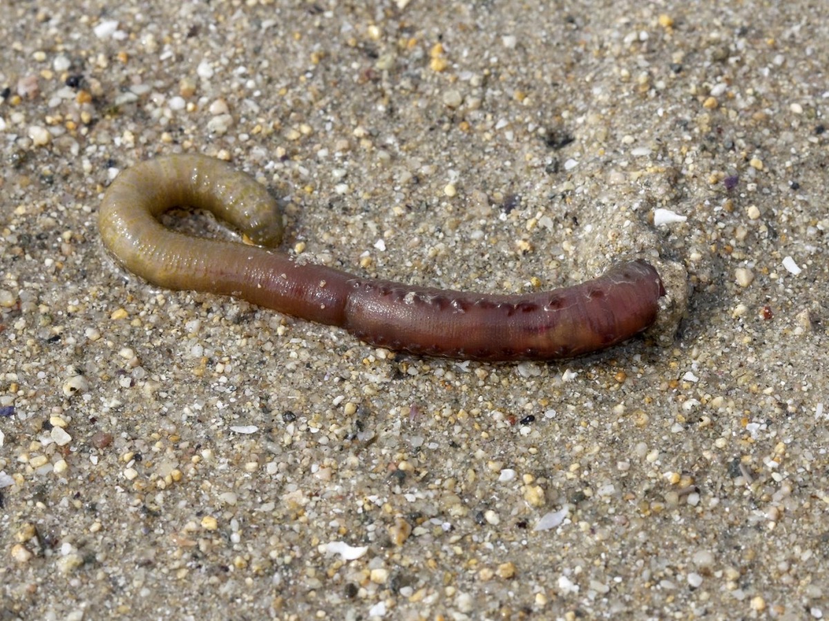 hemarina oxygene
